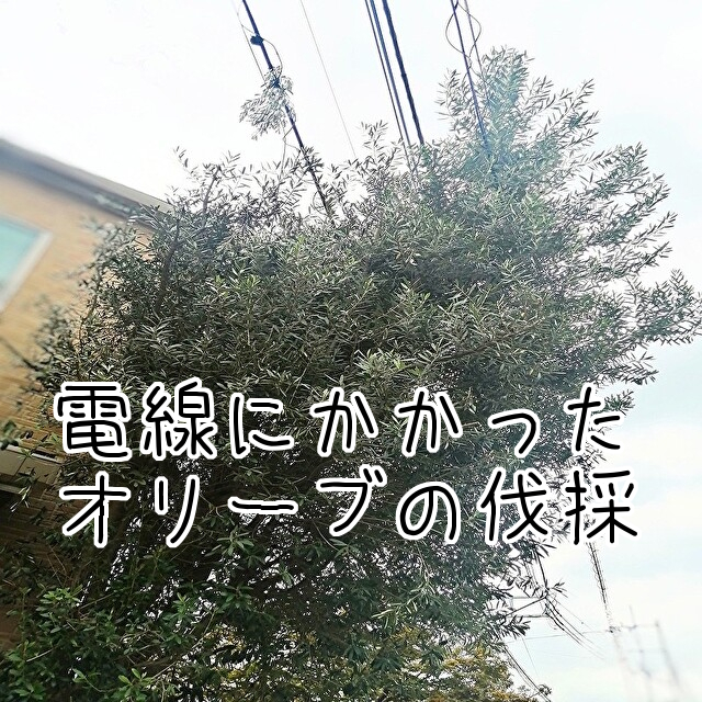 東京 正規 店 種類不明の庭木 引取り限定 植物/観葉植物 mitshopping.it