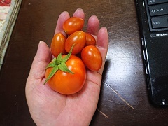 0716 トマト