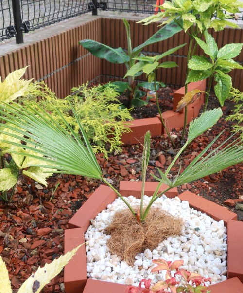 washington palm tree and banana (10)