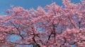 桜満開.