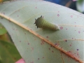 アオスジアゲハの3齢幼虫