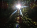 檜林の射光