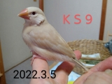 KS9（31日目）
