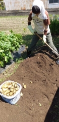 ジャガイモ収穫１