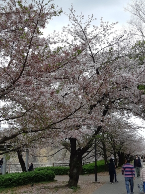 大阪城桜1