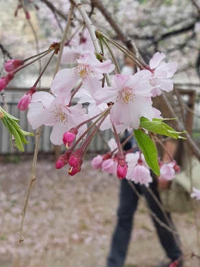 大阪城桜3