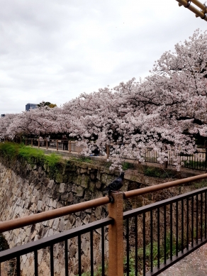 大阪城桜4