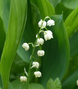 deer-resistant-lily-of-the-valley-convallaria-majalis-pixabay_11981.jpg