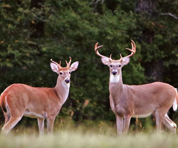 two-white-tail-buck-deer.jpg