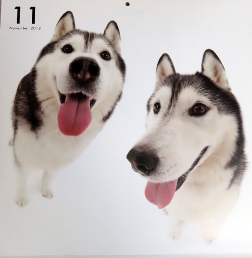 THE DOG 鼻でかカレンダーのトリュフ