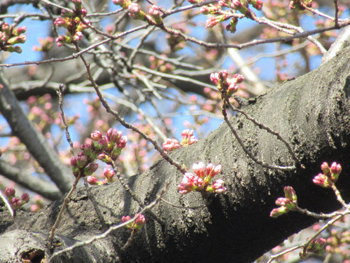 お寺さんの桜