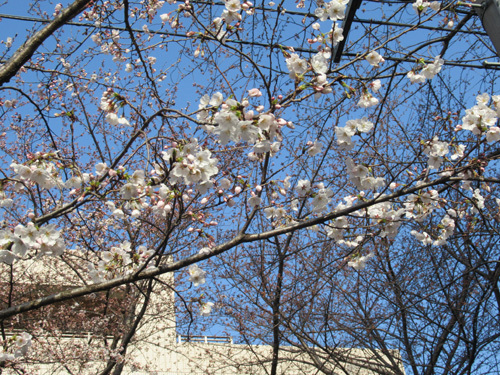 部分的に咲いてる桜