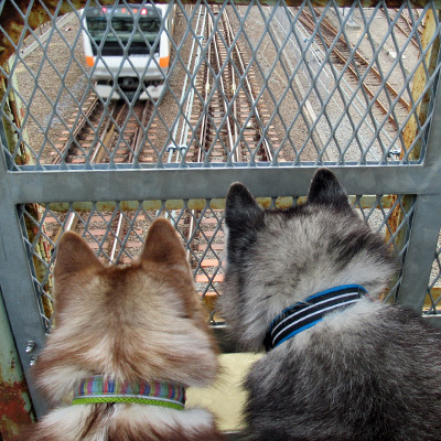 跨線橋で電車観察するハスキー