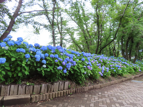 八木崎公園の紫陽花