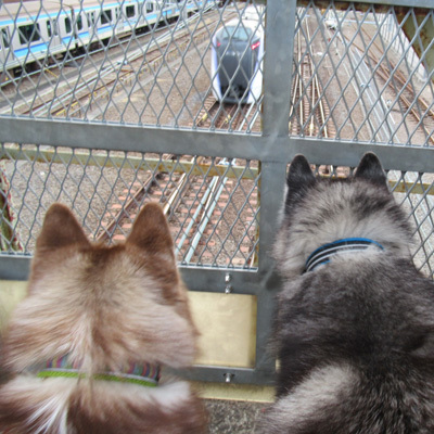 跨線橋で電車観察するハスキー