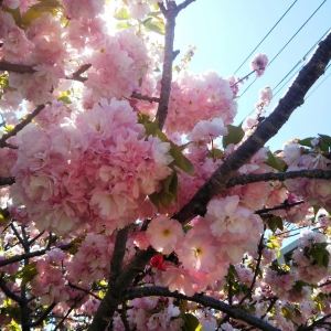 つきみ野　八重桜