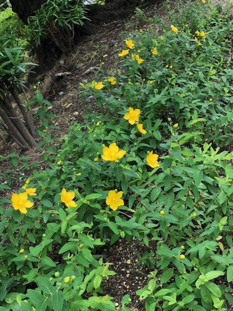 24日黄色い花