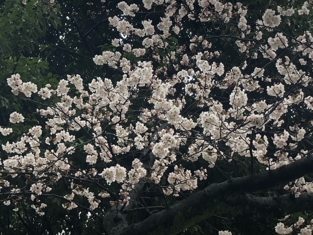 26日桜