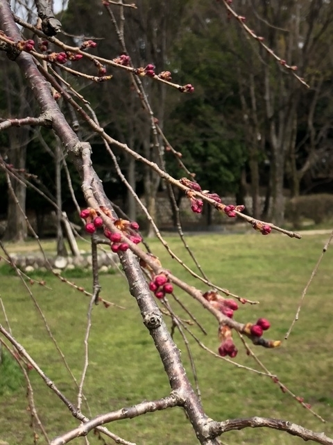 枝垂桜蕾