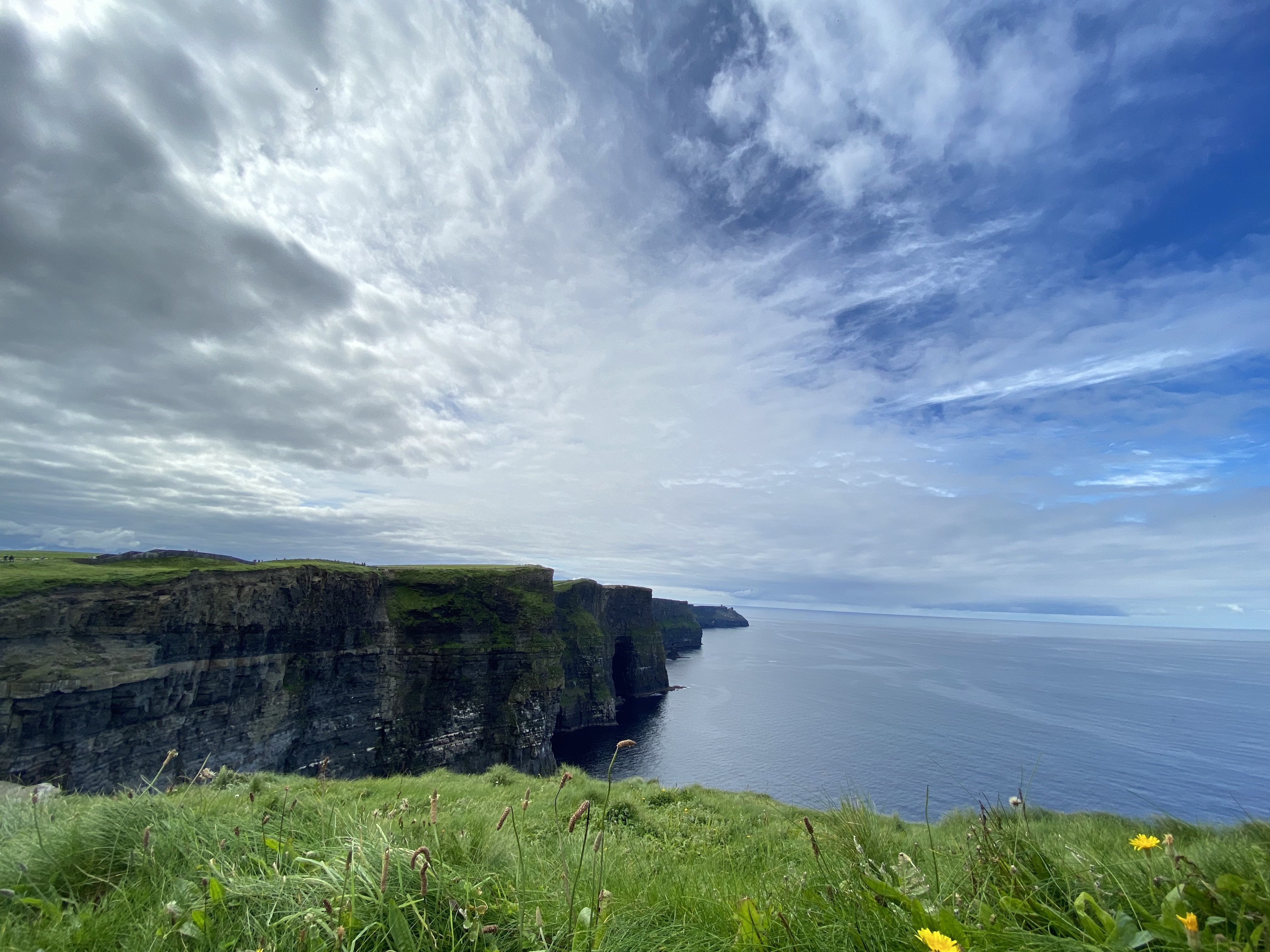 moher flowers
