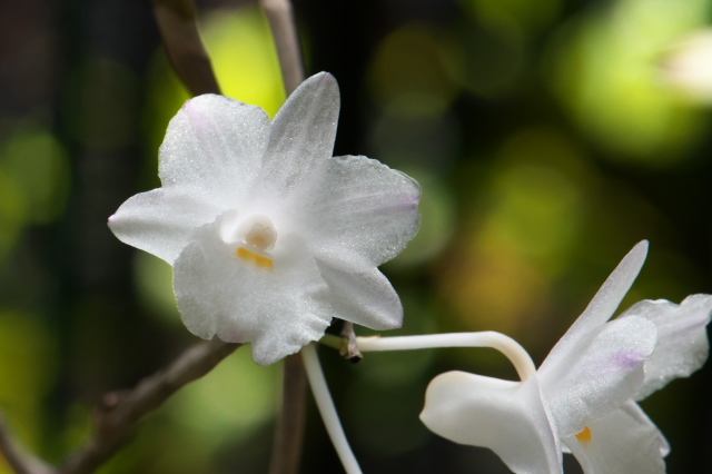 Dendrobium.mutabileの二番花。