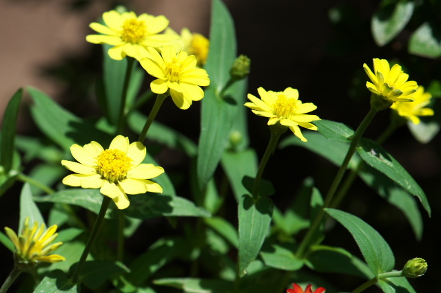 メランポジュームの黄色の花。
