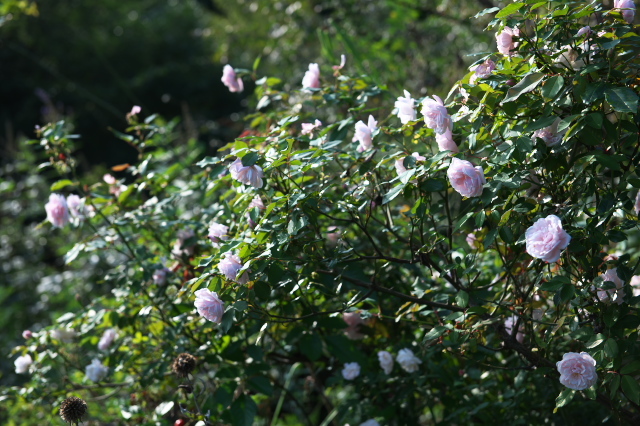 ヨーロッパに四季咲き性をもたらした原種バラ・Rosa odorata。