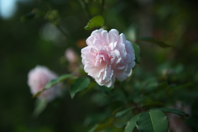 ヨーロッパに四季咲き性をもたらした原種バラ・Rosa odorata。