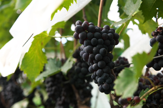 ワイン用のブドウの収穫お手伝い。