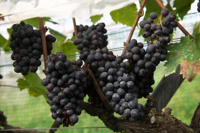 ワイン用のブドウの収穫お手伝い。