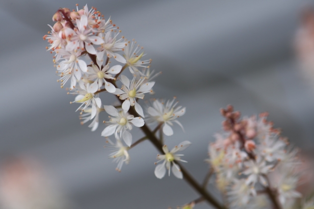 Tiarella 'Spring Symphony' ・・・パステル調の花穂が可愛い。