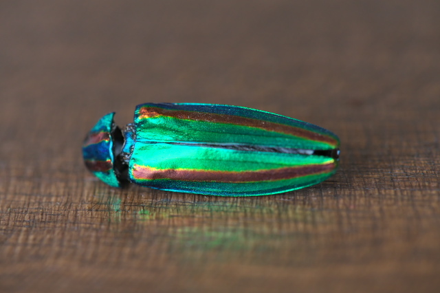 Jewel beetle ・・・玉虫（ヤマトタマムシ）の亡骸