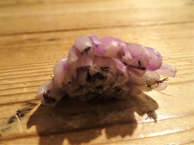 紫の水菜の芯