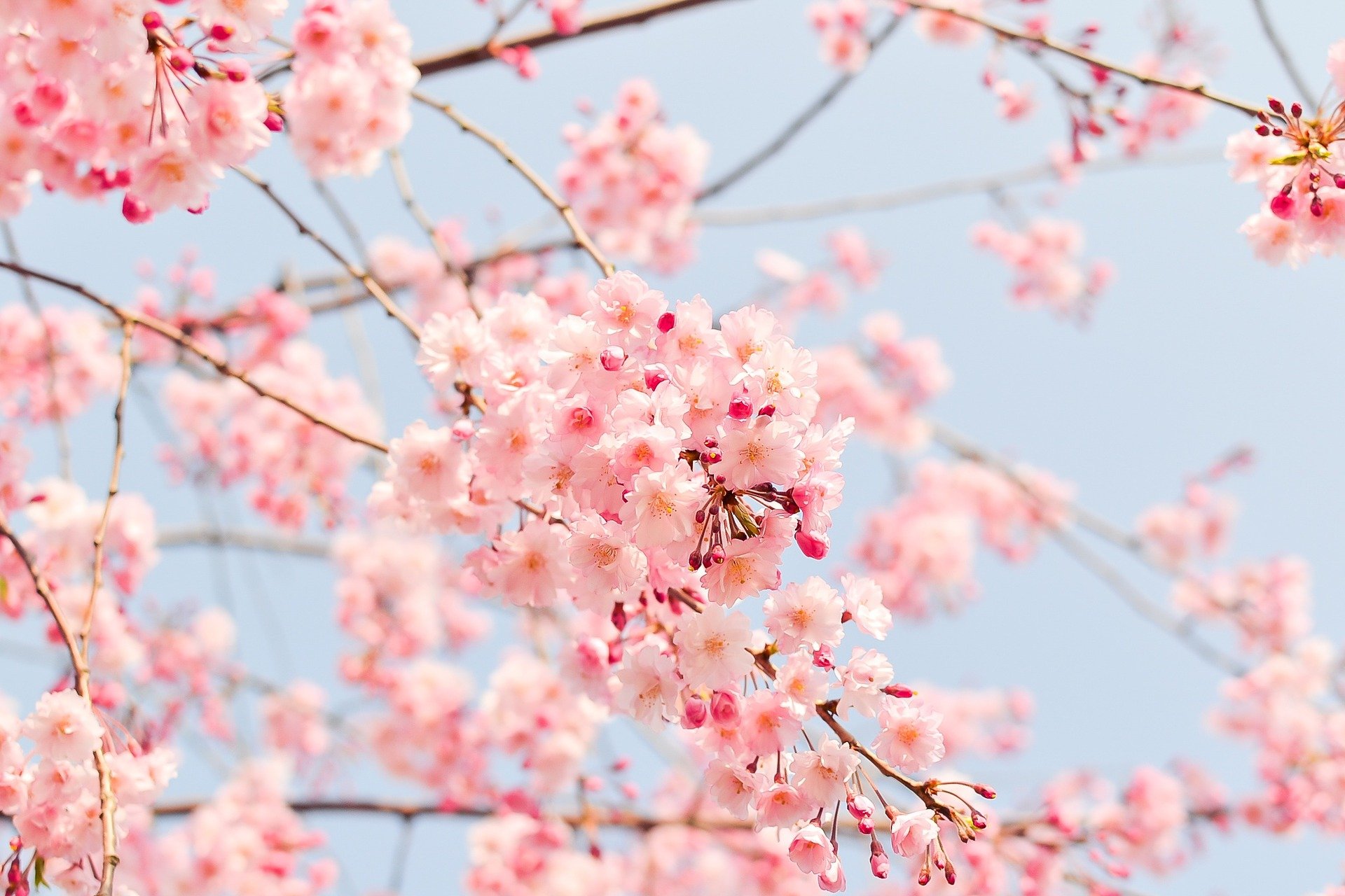 cherry-blossom-tree-ge3a97c706_1920.jpg