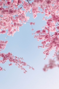cherry-blossoms-g418dc601d_1280.jpg