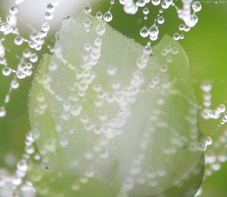白い蓮の花