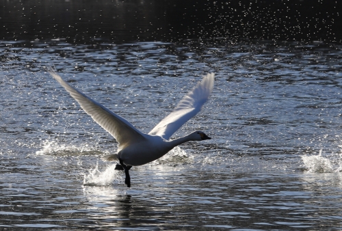 水面を走り抜ける白鳥