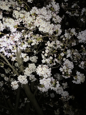 夜桜　Kちゃん
