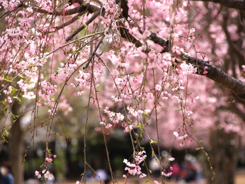 かわいい枝垂れ桜の花