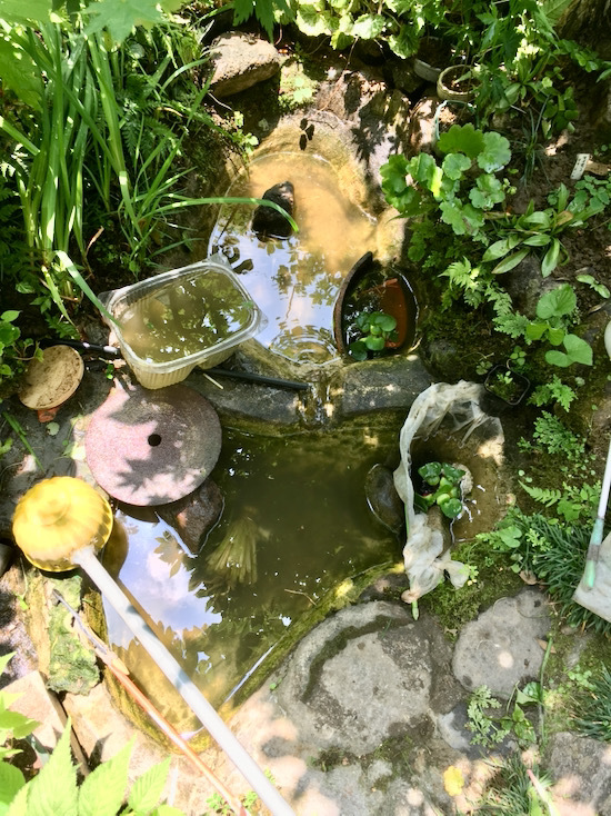 池の掃除