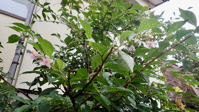 エゴノキの花１