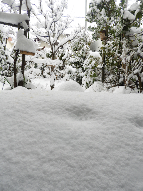 大雪の庭