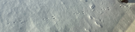 footprints2201.jpg