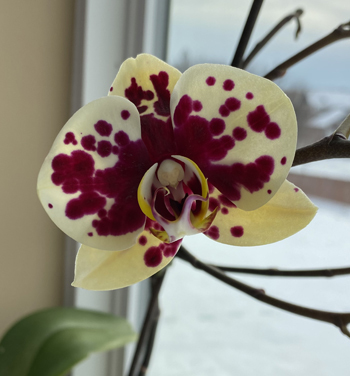 orchid01042201.jpg