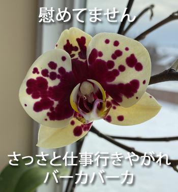 orchid01042202.jpg