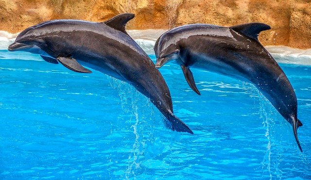 dolphins-3769402_640.jpg