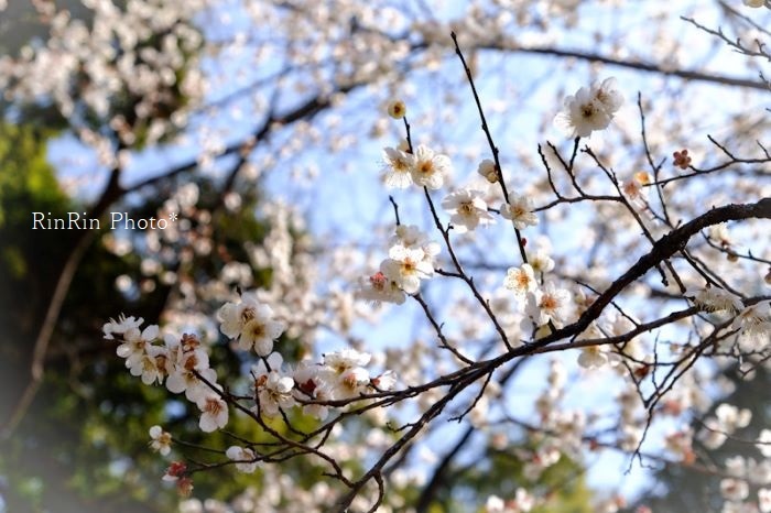 2022年3月中央公園の梅の花