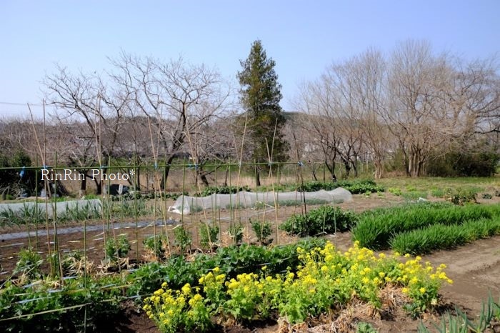 2022年3月川寺の家庭菜園