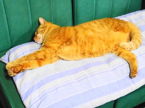 「我が家の愛猫如来くんは、ライオンのように寝ています！」③