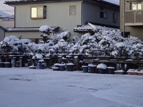「駐車場と庭が雪一面になってしまいました。」②